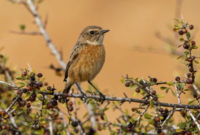 Stonechat