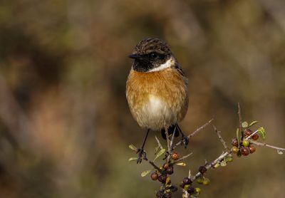 Stonechat