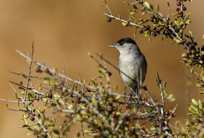 Blackcap