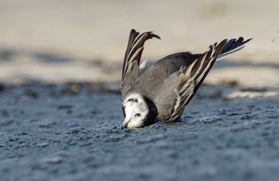 White/Pied Wagtail