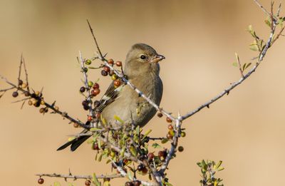 Chatfinch