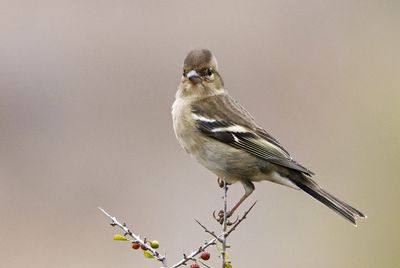 Chatfinch