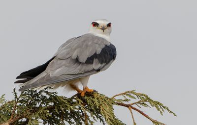 Black-winged kite