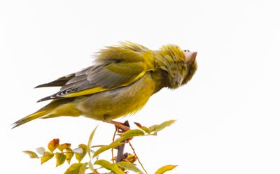 Greenfinch