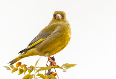 Greenfinch