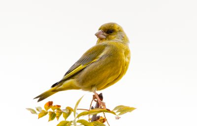 Greenfinch