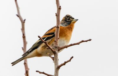 Chatfinch and  Brambling    פרוש מצוי והרים