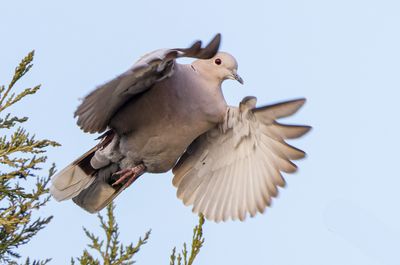 Collard Dove