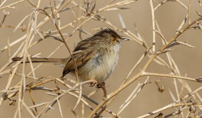 Graceful Prinia