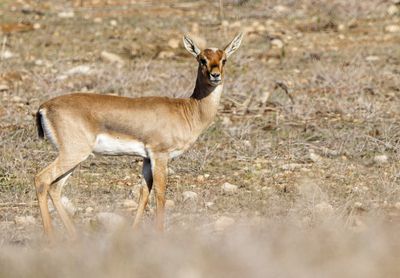 Gazella
