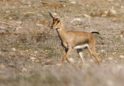 Gazella