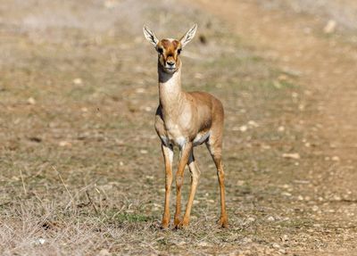 Gazella