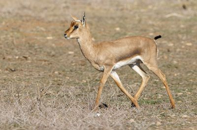Gazella