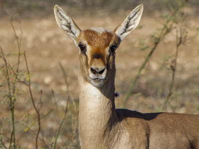 Gazella