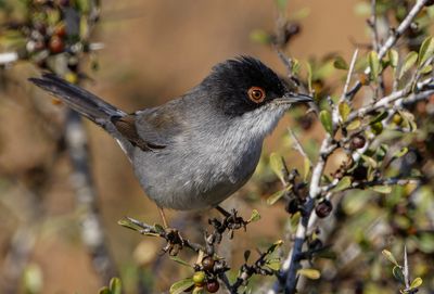 Sardinian Warbler