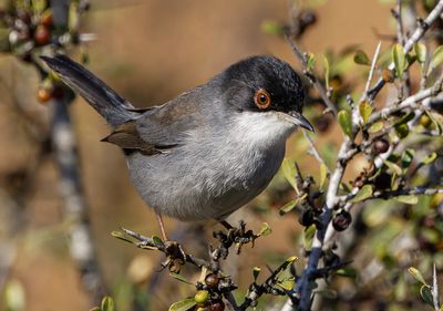 Sardinian Warbler