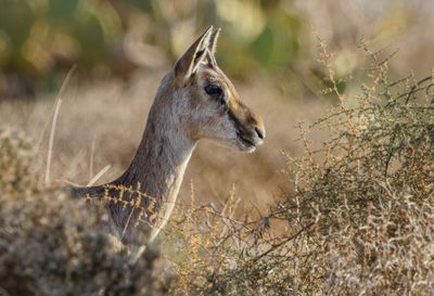 Gazella