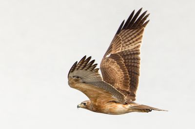 Bonelli's eagle