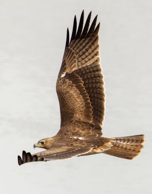 Bonelli's eagle