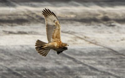 Bonelli's eagle