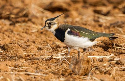 Northern Lapwing    קיווית מצוייצת