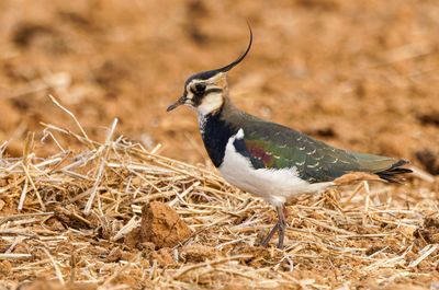 Northern Lapwing