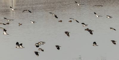 Northern Lapwing