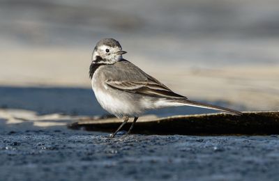 White/Pied Wagtail