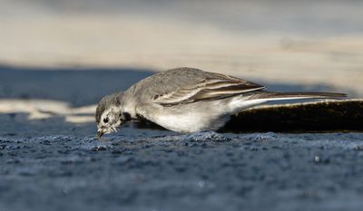 White/Pied Wagtail נחליאלי לבן