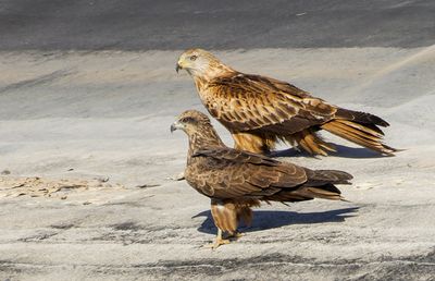 Black Kite