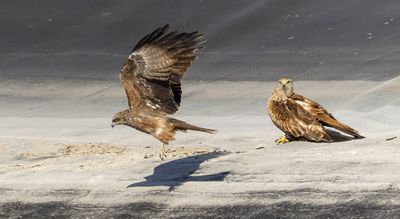 Black Kite