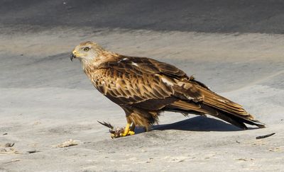 Black Kite דייה שחורה