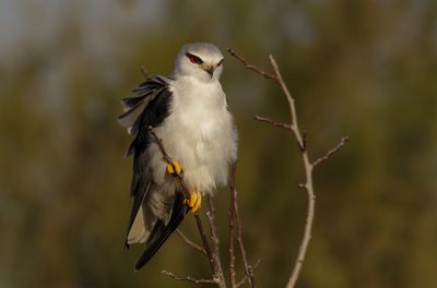 Black-winged kite