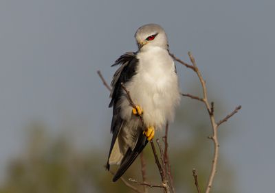 Black-winged kite
