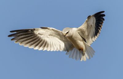 Black-winged kite