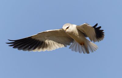 Black-winged kite