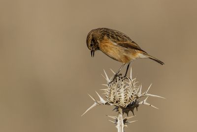 Stonechat