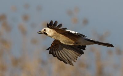 Eurasian Jay