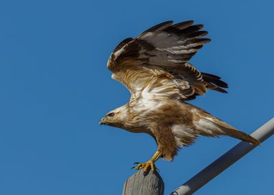 Long legged Buzzard עקב עיטי