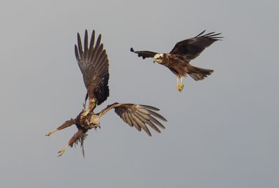 Marsh Harrier