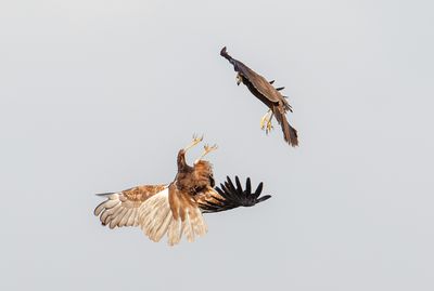 Marsh Harrier זרון סוף