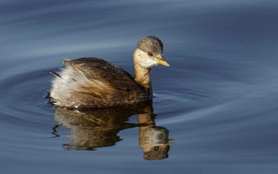 Little Grebe      טבלן גמדי