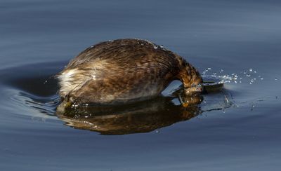 Little Grebe