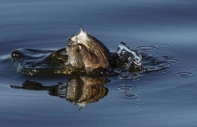 Little Grebe טבלן גמדי