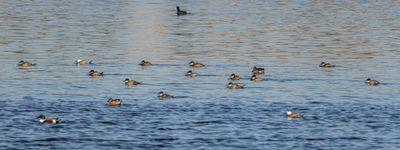 White headed Duck צח ראש לבן