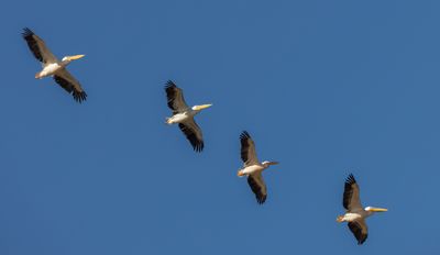 Pelicans