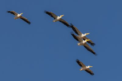 Pelicans 2019-2024 שקנאים