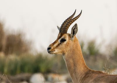 Gazella