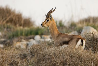 Gazella