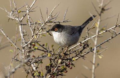 Sardinian Warbler